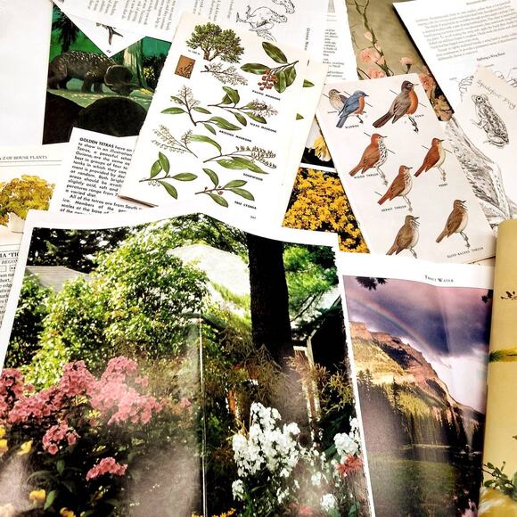 Plants and Animals Book Pages, Flora and Fauna Book Pages, Vintage Book Pages - Picture 5 of 5